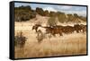 Herd of Horses Running on Dry Grassland and Brush-Sheila Haddad-Framed Stretched Canvas