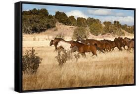 Herd of Horses Running on Dry Grassland and Brush-Sheila Haddad-Framed Stretched Canvas