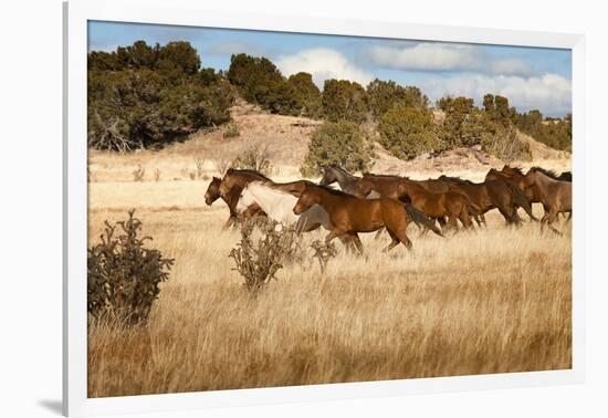 Herd of Horses Running on Dry Grassland and Brush-Sheila Haddad-Framed Photographic Print
