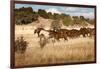 Herd of Horses Running on Dry Grassland and Brush-Sheila Haddad-Framed Photographic Print