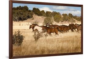 Herd of Horses Running on Dry Grassland and Brush-Sheila Haddad-Framed Photographic Print