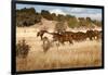 Herd of Horses Running on Dry Grassland and Brush-Sheila Haddad-Framed Photographic Print