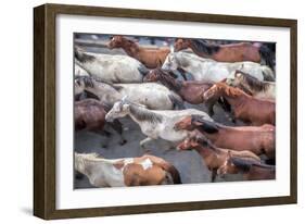 Herd of Horses, -Saca De Las Yeguas- Festival-Felipe Rodriguez-Framed Photographic Print