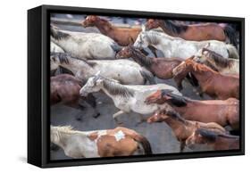 Herd of Horses, -Saca De Las Yeguas- Festival-Felipe Rodriguez-Framed Stretched Canvas