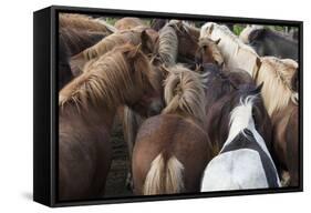 Herd of Icelandic Horse-Gavriel Jecan-Framed Stretched Canvas