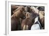 Herd of Icelandic Horse-Gavriel Jecan-Framed Photographic Print