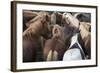 Herd of Icelandic Horse-Gavriel Jecan-Framed Photographic Print