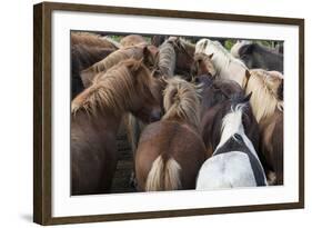 Herd of Icelandic Horse-Gavriel Jecan-Framed Photographic Print