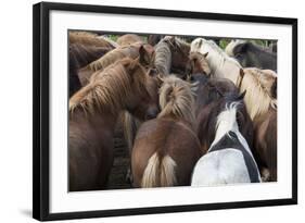 Herd of Icelandic Horse-Gavriel Jecan-Framed Photographic Print