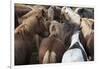 Herd of Icelandic Horse-Gavriel Jecan-Framed Photographic Print