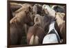 Herd of Icelandic Horse-Gavriel Jecan-Framed Photographic Print