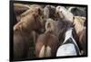 Herd of Icelandic Horse-Gavriel Jecan-Framed Photographic Print