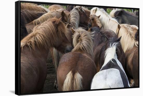 Herd of Icelandic Horse-Gavriel Jecan-Framed Stretched Canvas