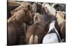 Herd of Icelandic Horse-Gavriel Jecan-Stretched Canvas