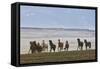 Herd of Icelandic Horses Running, Northern Iceland-Arctic-Images-Framed Stretched Canvas