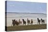 Herd of Icelandic Horses Running, Northern Iceland-Arctic-Images-Stretched Canvas