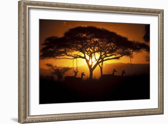 Herd Of Impala (Aepyceros Melampus) Silhouetted At Sunset, Ngorongoro Conservation Area, Tanzania-Juan Carlos Munoz-Framed Photographic Print