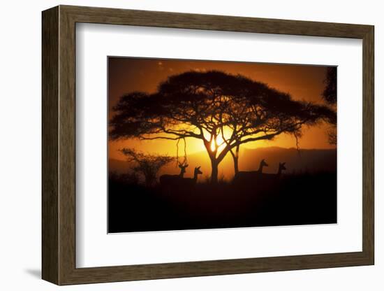 Herd Of Impala (Aepyceros Melampus) Silhouetted At Sunset, Ngorongoro Conservation Area, Tanzania-Juan Carlos Munoz-Framed Photographic Print