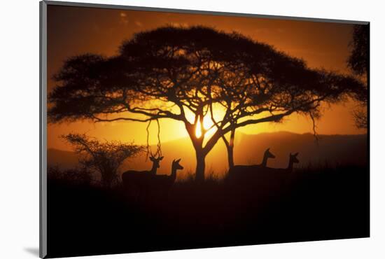 Herd Of Impala (Aepyceros Melampus) Silhouetted At Sunset, Ngorongoro Conservation Area, Tanzania-Juan Carlos Munoz-Mounted Photographic Print