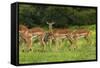 Herd of Impala, by Chobe River, Chobe NP, Kasane, Botswana, Africa-David Wall-Framed Stretched Canvas