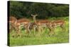 Herd of Impala, by Chobe River, Chobe NP, Kasane, Botswana, Africa-David Wall-Stretched Canvas
