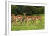 Herd of Impala, by Chobe River, Chobe NP, Kasane, Botswana, Africa-David Wall-Framed Photographic Print