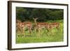 Herd of Impala, by Chobe River, Chobe NP, Kasane, Botswana, Africa-David Wall-Framed Photographic Print