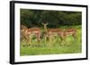 Herd of Impala, by Chobe River, Chobe NP, Kasane, Botswana, Africa-David Wall-Framed Photographic Print