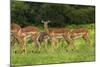 Herd of Impala, by Chobe River, Chobe NP, Kasane, Botswana, Africa-David Wall-Mounted Photographic Print