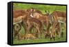 Herd of Impala, by Chobe River, Chobe NP, Kasane, Botswana, Africa-David Wall-Framed Stretched Canvas