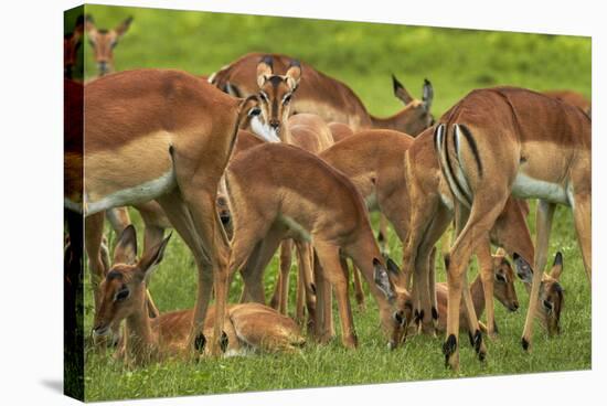 Herd of Impala, by Chobe River, Chobe NP, Kasane, Botswana, Africa-David Wall-Stretched Canvas