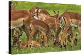 Herd of Impala, by Chobe River, Chobe NP, Kasane, Botswana, Africa-David Wall-Stretched Canvas