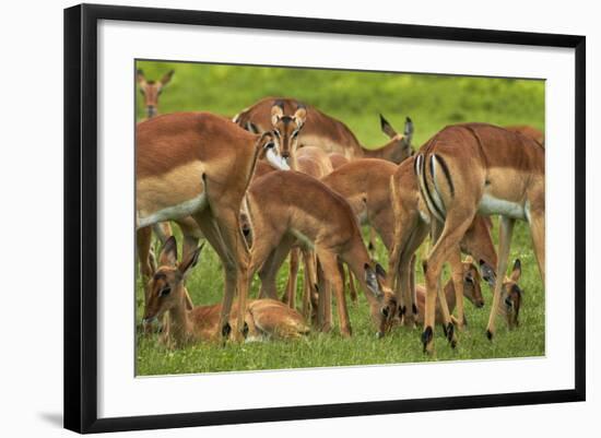 Herd of Impala, by Chobe River, Chobe NP, Kasane, Botswana, Africa-David Wall-Framed Photographic Print