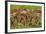 Herd of Impala, by Chobe River, Chobe NP, Kasane, Botswana, Africa-David Wall-Framed Photographic Print