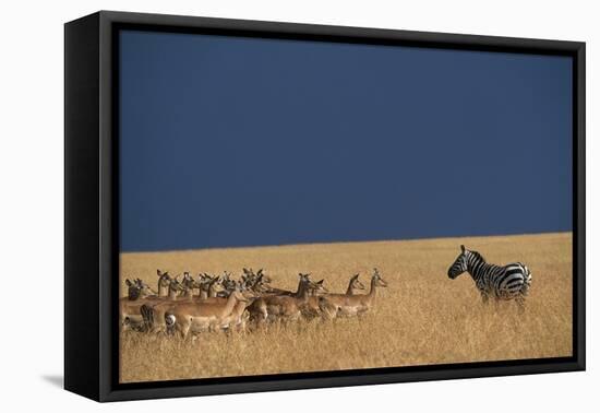 Herd of Impala Facing a Zebra on Savanna-null-Framed Stretched Canvas