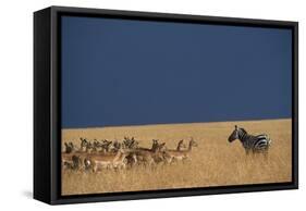 Herd of Impala Facing a Zebra on Savanna-null-Framed Stretched Canvas