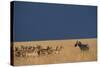 Herd of Impala Facing a Zebra on Savanna-null-Stretched Canvas