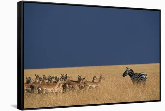 Herd of Impala Facing a Zebra on Savanna-null-Framed Stretched Canvas