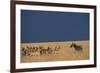 Herd of Impala Facing a Zebra on Savanna-null-Framed Photographic Print