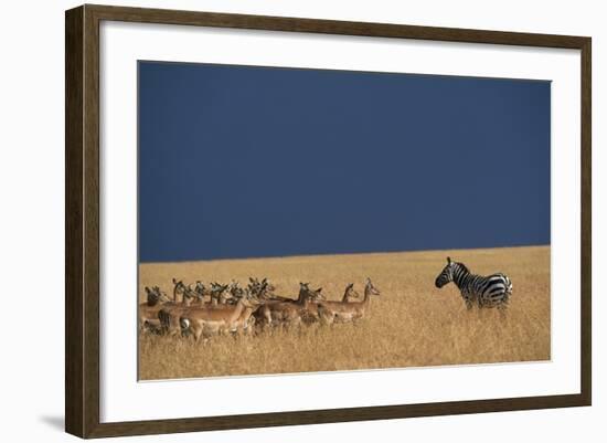 Herd of Impala Facing a Zebra on Savanna-null-Framed Photographic Print