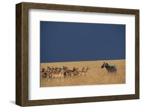 Herd of Impala Facing a Zebra on Savanna-null-Framed Photographic Print