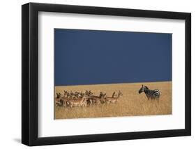 Herd of Impala Facing a Zebra on Savanna-null-Framed Photographic Print