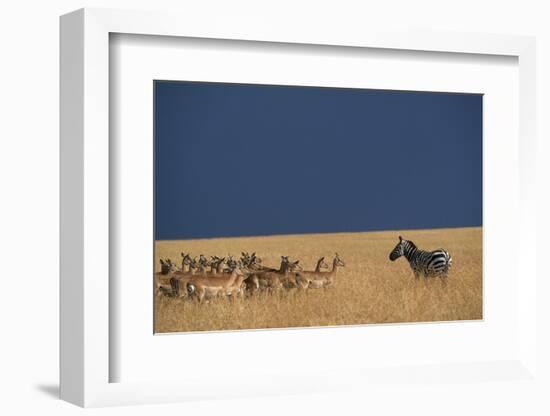 Herd of Impala Facing a Zebra on Savanna-null-Framed Photographic Print