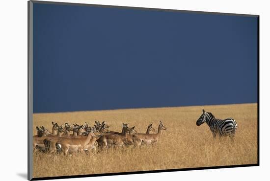 Herd of Impala Facing a Zebra on Savanna-null-Mounted Photographic Print