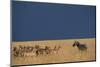 Herd of Impala Facing a Zebra on Savanna-null-Mounted Photographic Print