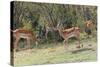 Herd of Impala in the Maasai Mara National Reserve, Kenya-Nico Tondini-Stretched Canvas