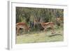 Herd of Impala in the Maasai Mara National Reserve, Kenya-Nico Tondini-Framed Photographic Print