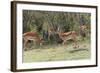 Herd of Impala in the Maasai Mara National Reserve, Kenya-Nico Tondini-Framed Photographic Print