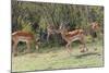 Herd of Impala in the Maasai Mara National Reserve, Kenya-Nico Tondini-Mounted Photographic Print