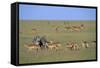 Herd of Impalas and Plains Zebras-Paul Souders-Framed Stretched Canvas